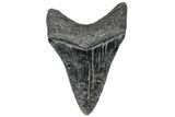 Serrated, Fossil Megalodon Tooth - South Carolina #170411-1